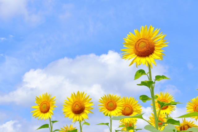 夏バテ予防におすすめの食材