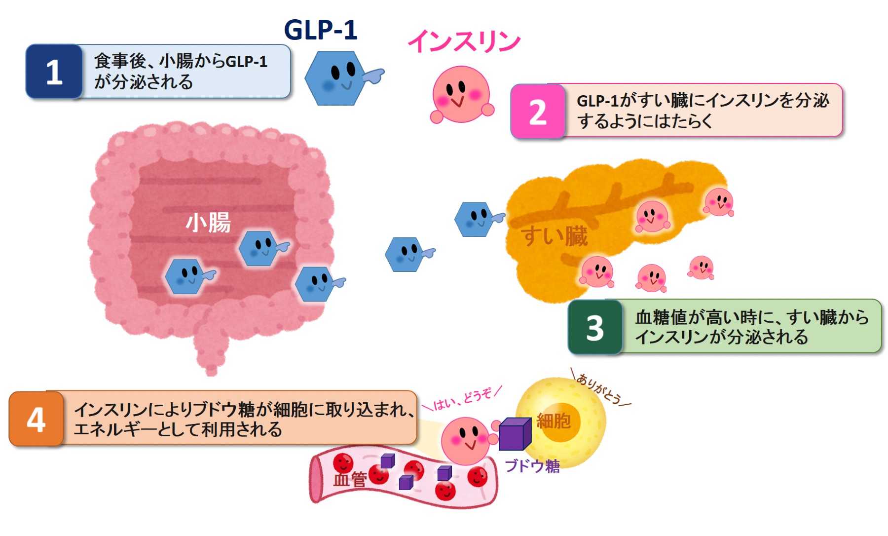 GLP-1とインスリンの関係機序